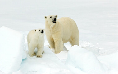 Fototapeta na wymiar Polar Bear, Ursus maritimus