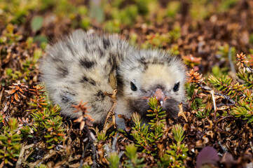 Arctic Tern (Sterna paradisaea) chick in Barents Sea coastal area, Russia