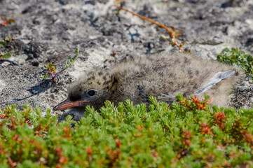 Arctic Tern (Sterna paradisaea) chick in Barents Sea coastal area, Russia