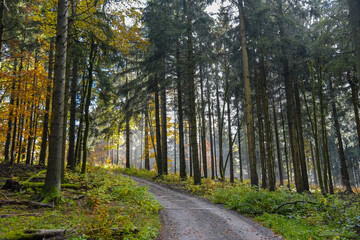 Fototapeta premium Wanderweg im Thüringer Wald