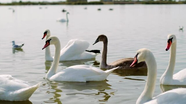 Sea swans, gulls and ducks swim in coastal waters. Feeding hungry seabirds.