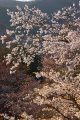 吉野の桜