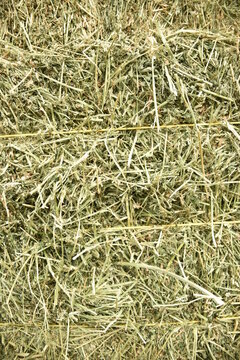 alfalfa, baled alfalfa, livestock silage, livestock fodder, 
