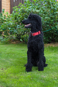 A black poodle is sitting on a green lawn. Royal poodle. Black dog on his property. Poodle on the field. Black curly dog . Nice pet .