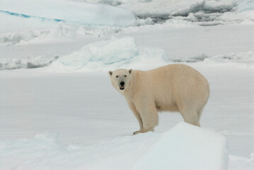 Obraz na płótnie Canvas Polar Bear, Ursus maritimus