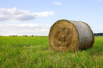 Haystacks in the field against the background of the forest. Farmer's field with haystacks. Landscape of agriculture. Agriculture, mowing, collecting dry grass in stacks.