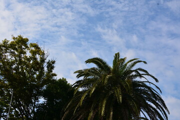 晴れた青空高くヤシの木がそびえる