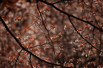 吉野の桜