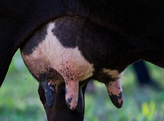 portrait of a cow udder  