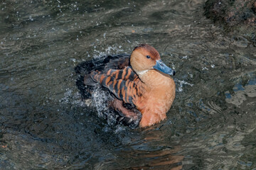 Fulvous Whistling Duck (Dendrocygna bicolor) in park
