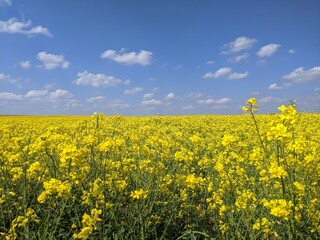 Obraz premium Field of flowers