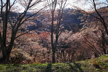 吉野の桜