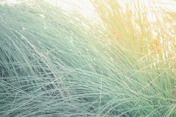 Tall green grass background on a field