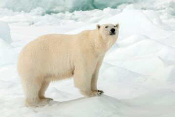 Fototapeta na wymiar Polar Bear, Ursus maritimus