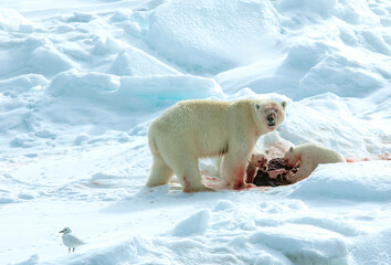 Naklejka na ściany i meble Polar Bear, Ursus maritimus