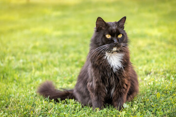 Naklejka na ściany i meble fluffy black cat on the grass