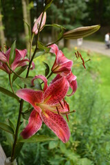 Cloe up with the stamen of a red lily flower.big red wild lily on a green background