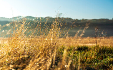Obraz premium Wild Autumn Grasses with Morning Dews in Foggy Meadow with Forest Background