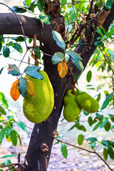 some unripe jackfruit ranging in size from large to small