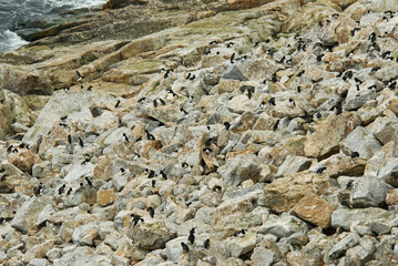 Little Auk, Alle alle