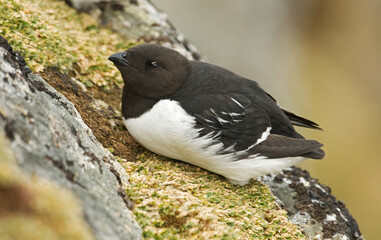 Little Auk, Alle alle