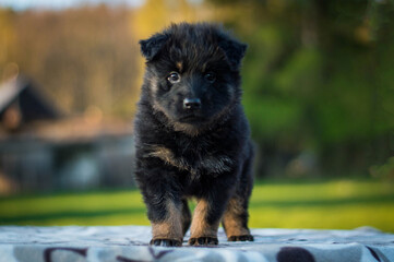 shepherd puppy