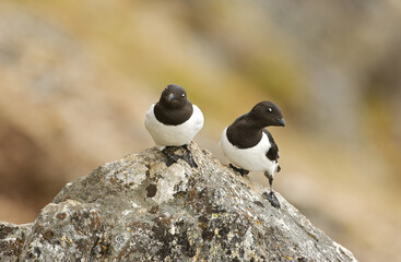 Naklejka premium Little Auk, Alle alle