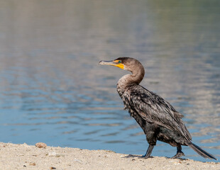 Double-crested Cormorant (Phalacrocorax auritus) in Malibu Lagoon, California, USA