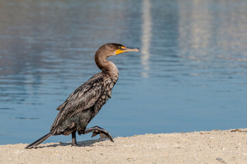 Double-crested Cormorant (Phalacrocorax auritus) in Malibu Lagoon, California, USA