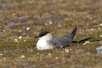 Long-tailed Skua, Stercorarius longicaudus