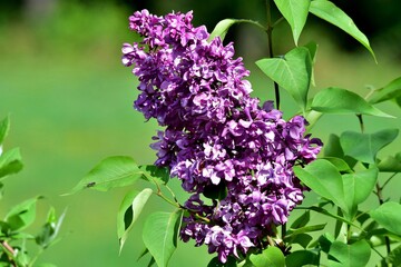 Lila Flieder im Frühling