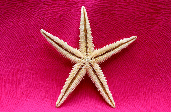 starfish on red fabric background