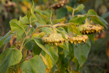 Campo de girasoles (Helianthus annuus)