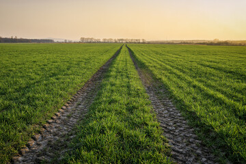 tractor tracks on a green field