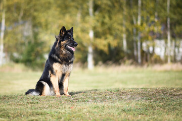 bohemian shepherd dog