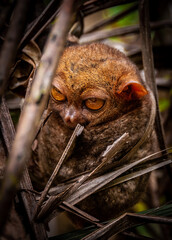 Close up portrait of a tarsier