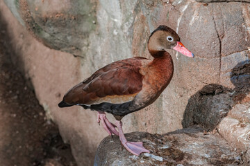 Black-bellied Whistling Duck (Dendrocygna autumnalis) in park