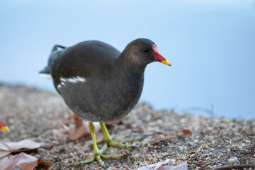 Gallineta común (Gallinula chloropus)​ al borde de un lago