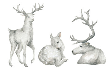 Watercolor illustration with male reindeer and baby deer. The horned animal of the north. Wildlife nature, white deers