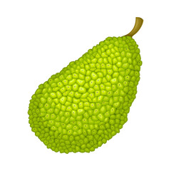 Whole Elliptical Jackfruit with Green Gummy Pimpled Shell Vector Illustration