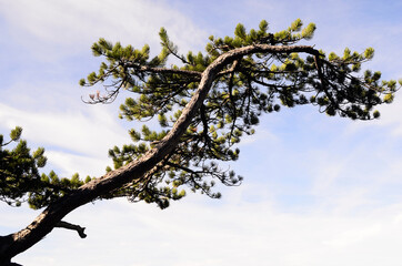 Botany, Black Pine