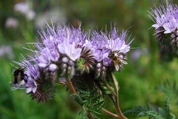 Blume lila Hummel Biene Pflanze 