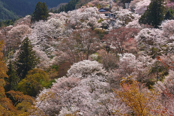 吉野の桜