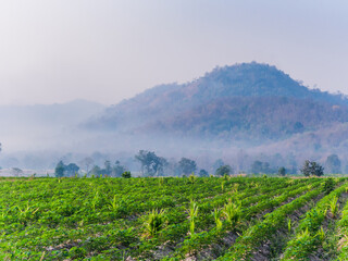 Fototapeta na wymiar Landscape images of white clouds, blue sky and fog in the morning cover green rice fields and mountain range, that beautiful nature background and travel attractions in Thailand.