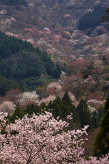 吉野の桜