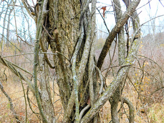 Twisted Tree in the Mist