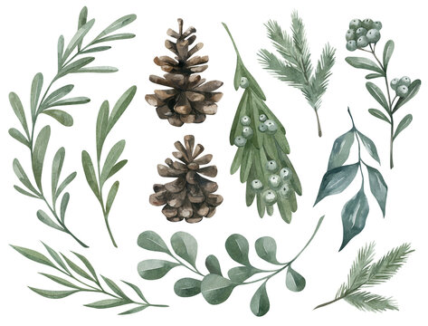 Watercolor set with winter botanical elements. Fir, pine cone, berry, branch, mistletoe, euqalypt, leaves, dried plant. Nature elements.