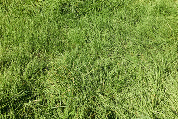 Frische grüne Wiese