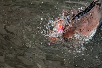 Black-bellied Whistling Duck (Dendrocygna autumnalis) in park