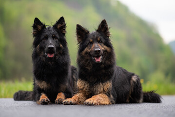 two bohemian shepherds